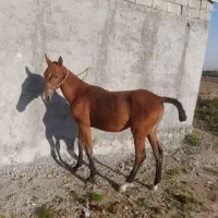 کره مادیان کرد زیبا|اسب و تجهیزات اسبسواری|اردبیل, |دیوار