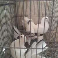 کبوتر