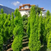 لاوسون کاج طلایی لافسون، یاس هلندی توپی و باکس