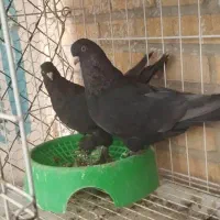 اول بخون|پرنده|بهبهان, |دیوار