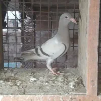 کبوتر جوجه مسافتی|پرنده|دلند, |دیوار