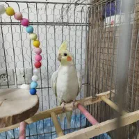 عروس هلندی نر با قفس و متعلقات|پرنده|قم, شهرک مهدیه|دیوار