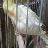 عروس هلندی مولد|پرنده|ری, جوانمرد قصاب|دیوار