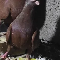 تلسکوپی کاشانی ابلغ موشی پلاکی گمشده