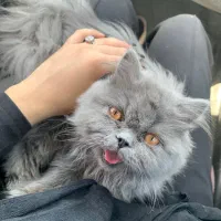 گربه اصیل طوسی