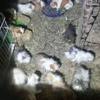 خوکچه هندی لوپ فشن