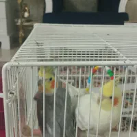 عروس هلندی|پرنده|قائن, |دیوار