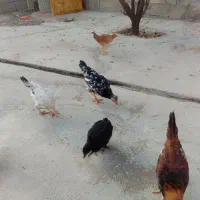 5 عدد وارک