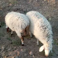 فروش انواع گوسفند