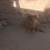 اشپیتز واگذاری