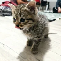 واگذاری توله گربه دوماهه