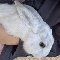 خرگوش (نر و بالغ)|موش و خرگوش|هشتگرد, گلسار|دیوار