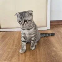 گربه اسکاتیش گوش‌ کوتاه|گربه|ارومیه, |دیوار