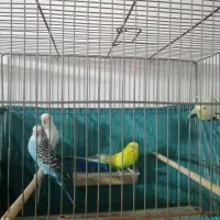 دو جفت مرغ عشق بالغ و مولد|پرنده|قم, شهرک سازمان آب|دیوار