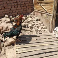 تخم مرغ لاری