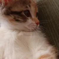 ملوسک