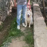 فروش توله ساموید ۹ماهه