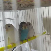 مرغ عشق جوان