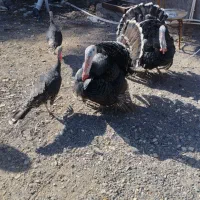 بوقلمون|حیوانات مزرعه|بم, |دیوار