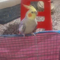 عروس هلندی نر بالغ سخنگو