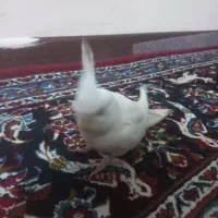 عروس هلندی البینو جوجه ۴ ما قیمت ۱۲۰۰۰۰۰|پرنده|پردیس, فاز ۱۱|دیوار