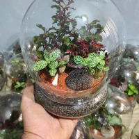 ویژه روز مادر تراریوم رطوبتی.