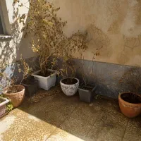 تعدادی گلدان|گل و گیاه طبیعی|شیراز, شهرک مطهری|دیوار