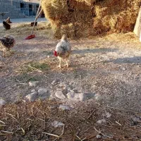 مرغ ریشو تخم گذار