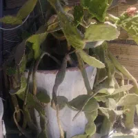 یک عددگل وگلدان