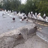 کبوتر طوقی|پرنده|سمیرم, |دیوار