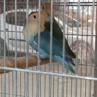 طوطی کوتوله یا برزیلی مولد|پرنده|آمل, |دیوار