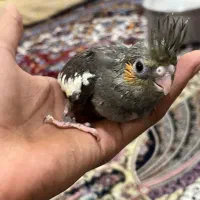 جوجه عروس هلندی