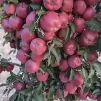 نهالستان تولید و پخش تمامی نهال درجه یک|خدمات باغبانی و درختکاری|پیرانشهر, |دیوار