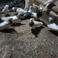 جوونه طوقی