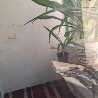 گل سوسن عنکبوتی|گل و گیاه طبیعی|آشتیان, |دیوار