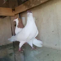 کبوتر