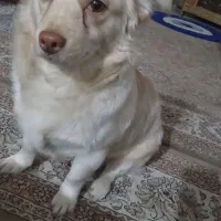 واگذاری تفافقی|سگ|فردیس, نگارستان|دیوار