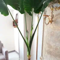 گل بابا ادم