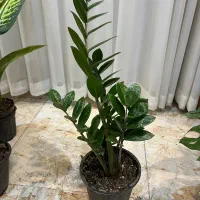 گل اپارتمانی مستقیم از گلخانه|گل و گیاه طبیعی|سنندج, |دیوار