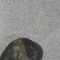 سنگ مو کل فروش ی