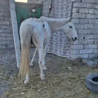 اسب کرد اصیل