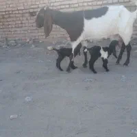 بز پاکستانی