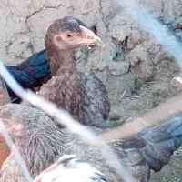 مرغ وخروس گلین جوجه لاری بوقلمون ماده|حیوانات مزرعه|مزرعه کتول, |دیوار