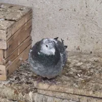 پلاکی غریب|پرنده|کرمان, |دیوار