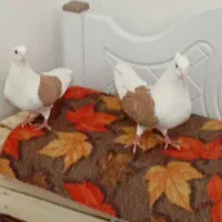 شونی|پرنده|دره شهر, |دیوار