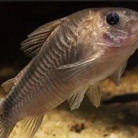 ماهی گیاه خوار|ماهی|یزد, |دیوار