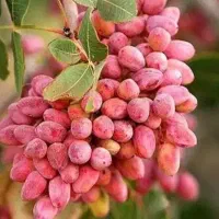 پسته فندوقی امسال اعلا