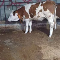 تلیسه سیمینتال قرمز آخر جنس مادر شیری گاو گوساله