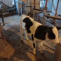 گوساله ماده|حیوانات مزرعه|خمینی‌شهر, |دیوار