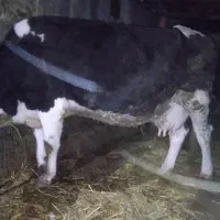 گاو آبستن